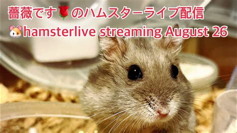 hamsterlive com